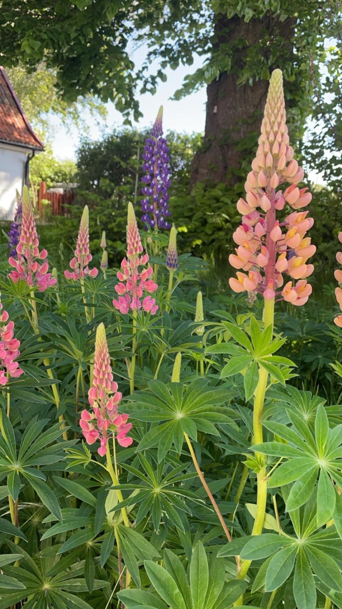 Trennegarden B&B Mjöhult Buitenkant foto